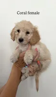 Coral Collar Girl, a female Goldendoodle for sale in Saint George, UT – 1 of 1