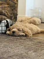 Navy Collar Boy, a male Goldendoodle for sale in Saint George, UT – 3 of 3