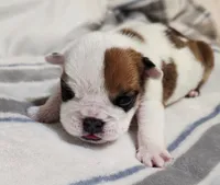 Baby Girl , a female English Bulldog for sale in Hollywood, FL – 2 of 5