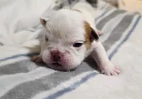 Mr. Piggy , a male English Bulldog for sale in Hollywood, FL – 2 of 3