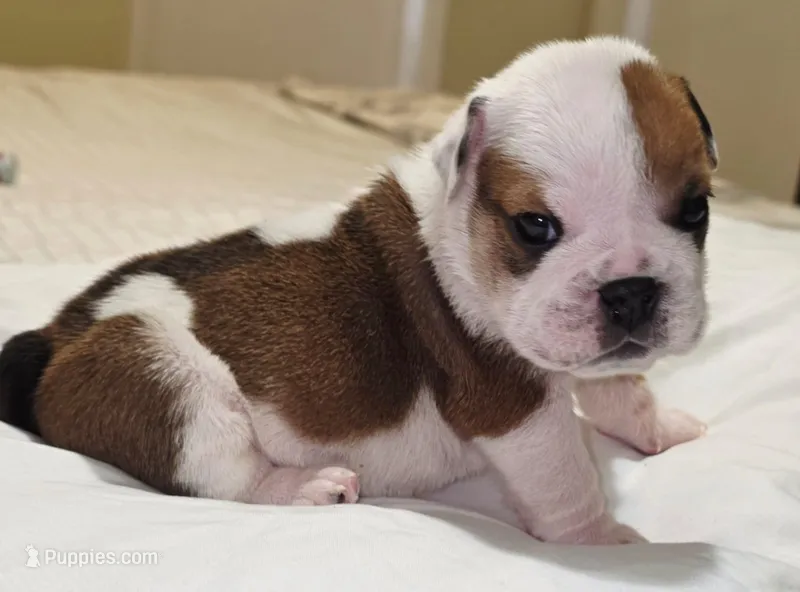 Baby Girl  – English Bulldog puppy for sale in Hollywood, FL