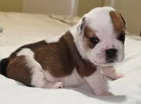 Baby Girl , a female English Bulldog for sale in Hollywood, FL – 3 of 10