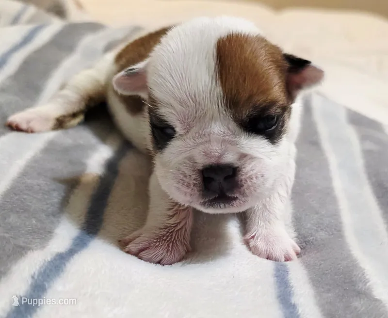 Baby Girl  – English Bulldog puppy for sale in Hollywood, FL