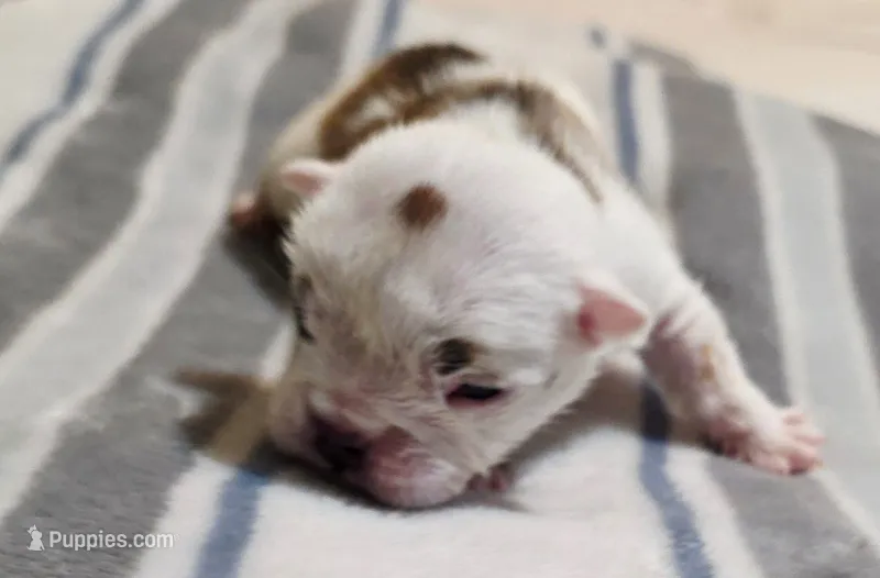 Baby King  – English Bulldog puppy for sale in Hollywood, FL