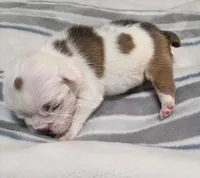 Baby King , a male English Bulldog for sale in Hollywood, FL – 4 of 5