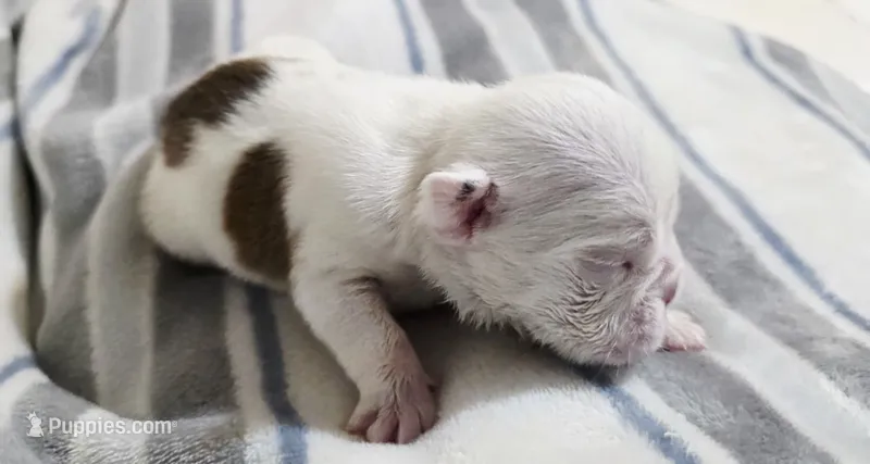 Mr. Piggy  – English Bulldog puppy for sale in Hollywood, FL