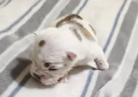 Baby King , a male English Bulldog for sale in Hollywood, FL – 2 of 5