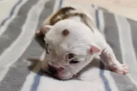Baby King , a male English Bulldog for sale in Hollywood, FL – 5 of 5