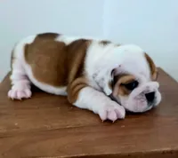 Baby Girl , a female English Bulldog for sale in Hollywood, FL – 8 of 10