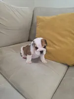 Baby Girl , a female English Bulldog for sale in Hollywood, FL – 6 of 10