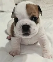 Baby Girl , a female English Bulldog for sale in Hollywood, FL – 4 of 10