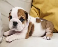 Baby Girl , a female English Bulldog for sale in Hollywood, FL – 2 of 10