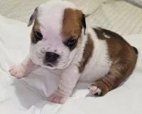 Baby Girl , a female English Bulldog for sale in Hollywood, FL – 5 of 10