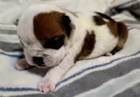 Baby Girl , a female English Bulldog for sale in Hollywood, FL – 5 of 5