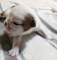 Mr. Piggy , a male English Bulldog for sale in Hollywood, FL – 3 of 3