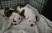 Baby Girl , a female English Bulldog for sale in Hollywood, FL – 7 of 10