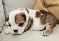 Baby Girl , a female English Bulldog for sale in Hollywood, FL – 9 of 10