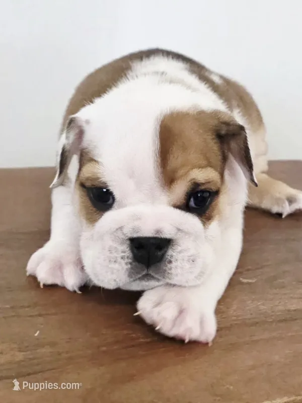 Baby Girl  – English Bulldog puppy for sale in Hollywood, FL