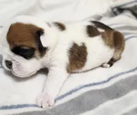 Baby Girl , a female English Bulldog for sale in Hollywood, FL – 3 of 5