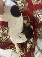 LEAH, a female German Shorthaired Pointer for sale in New Albany, MS – 3 of 4