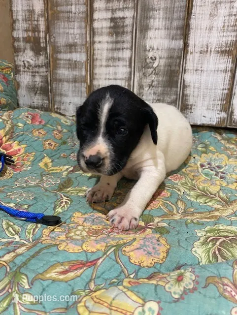 PUP5-MALE – German Shorthaired Pointer puppy for sale in New Albany, MS