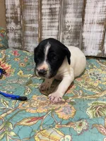 PUP5-MALE, a male German Shorthaired Pointer for sale in New Albany, MS – 1 of 2