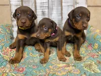 JASMINE, a female Doberman Pinscher for sale in New Albany, MS – 3 of 3