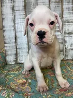 XENA, a female Boxer for sale in New Albany, MS – 2 of 4