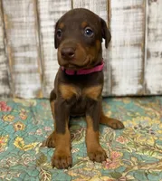 JOSIE, a female Doberman Pinscher for sale in New Albany, MS – 2 of 5