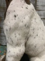 LEAH (LIVER AND WHITE), a female German Shorthaired Pointer for sale in New Albany, MS – 5 of 7