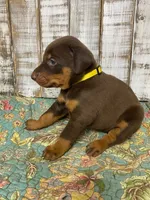 JASMINE, a female Doberman Pinscher for sale in New Albany, MS – 2 of 3