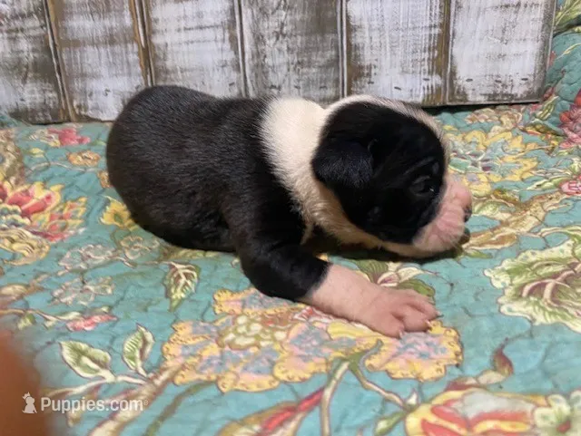 MIKE – Boxer puppy for sale in New Albany, MS