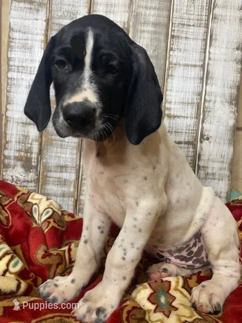 MIGHTY SAM – German Shorthaired Pointer puppy for sale in New Albany, MS