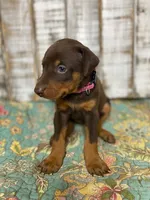 JOSIE, a female Doberman Pinscher for sale in New Albany, MS – 3 of 5