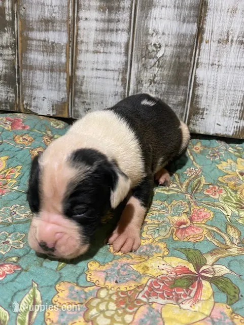 JERSEY JOHN – Boxer puppy for sale in New Albany, MS