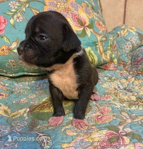 Millie – Boxer puppy for sale in New Albany, MS
