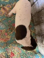 JAZZY, a female German Shorthaired Pointer for sale in New Albany, MS – Photo 2 of 2