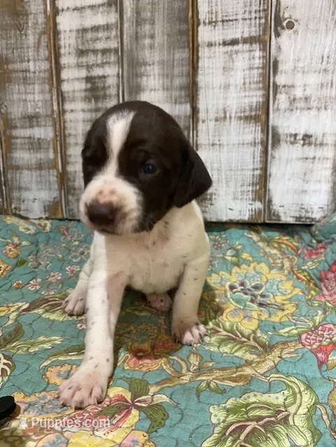 PUP3- FEMALE – German Shorthaired Pointer puppy for sale in New Albany, MS