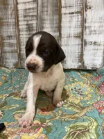 PUP3- FEMALE, a female German Shorthaired Pointer for sale in New Albany, MS – 1 of 2