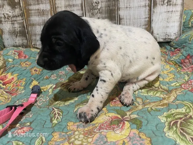PUP2-FEMALE – German Shorthaired Pointer puppy for sale in New Albany, MS