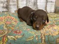 BENJAMIN, a male Doberman Pinscher for sale in New Albany, MS – 2 of 8
