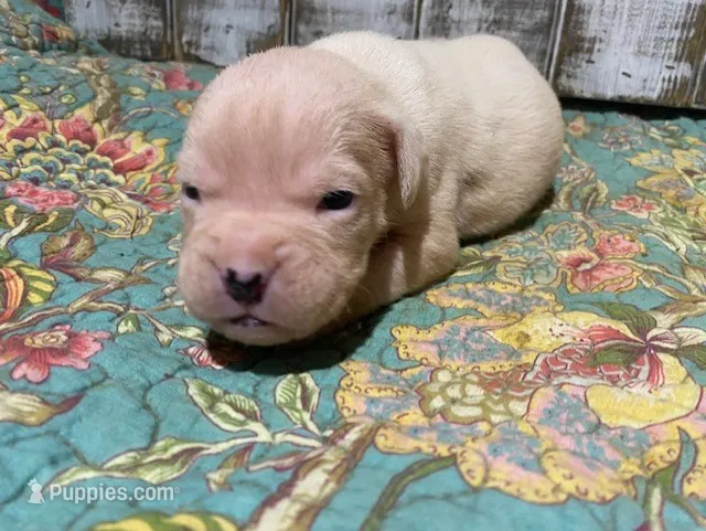 Yeti – Boxer puppy for sale in New Albany, MS