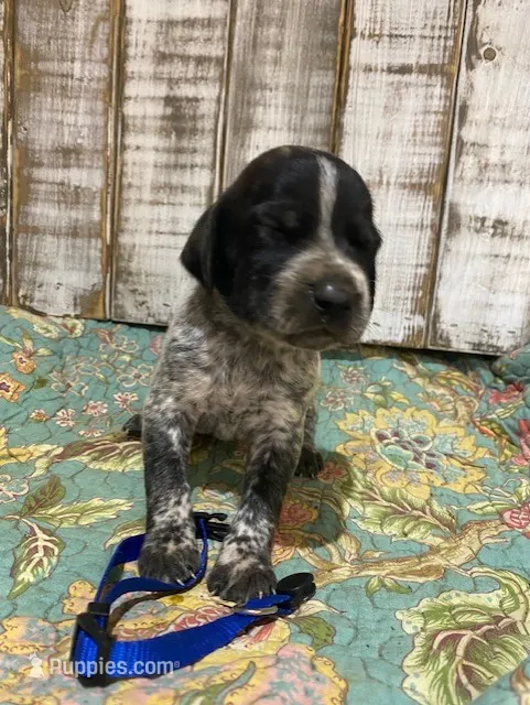 PUP2-MALE – German Shorthaired Pointer puppy for sale in New Albany, MS