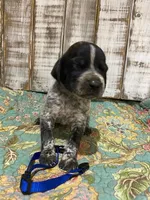 PUP2-MALE, a male German Shorthaired Pointer for sale in New Albany, MS – 1 of 2