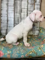 XENA, a female Boxer for sale in New Albany, MS – 3 of 4