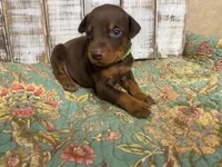 LOUIS, a male Doberman Pinscher for sale in New Albany, MS – 3 of 10