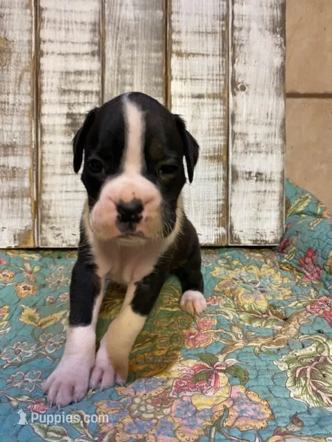 MIKE – Boxer puppy for sale in New Albany, MS