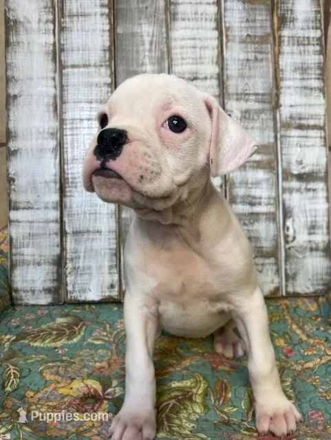 LUNA – Boxer puppy for sale in New Albany, MS