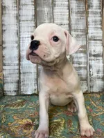 LUNA, a female Boxer for sale in New Albany, MS – 4 of 4