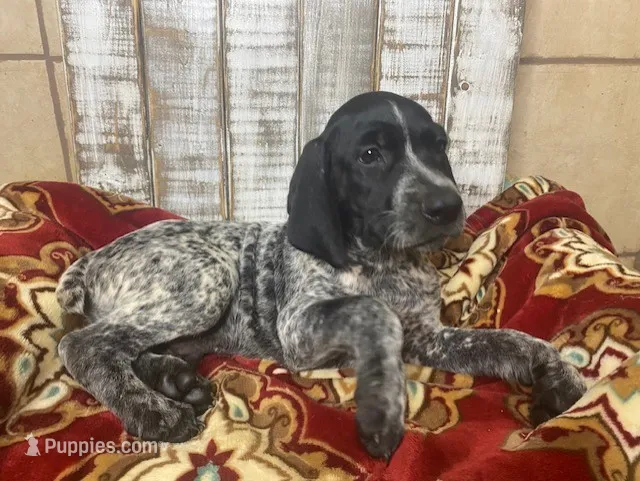 SAMPSON SEYMOUR – German Shorthaired Pointer puppy for sale in New Albany, MS